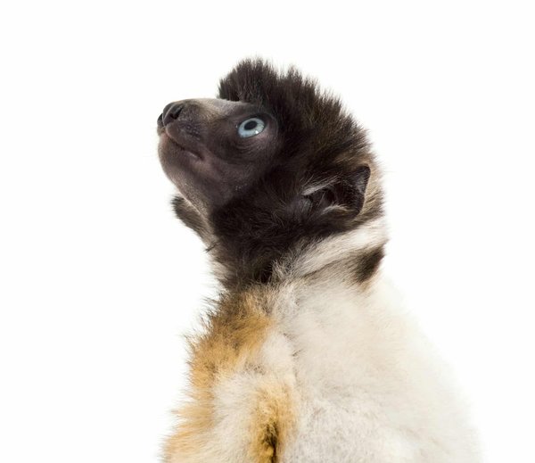 Qu'est-ce qu'une architecture orientée services (SOA) et quels en sont les bénéfices pour l'entreprise?